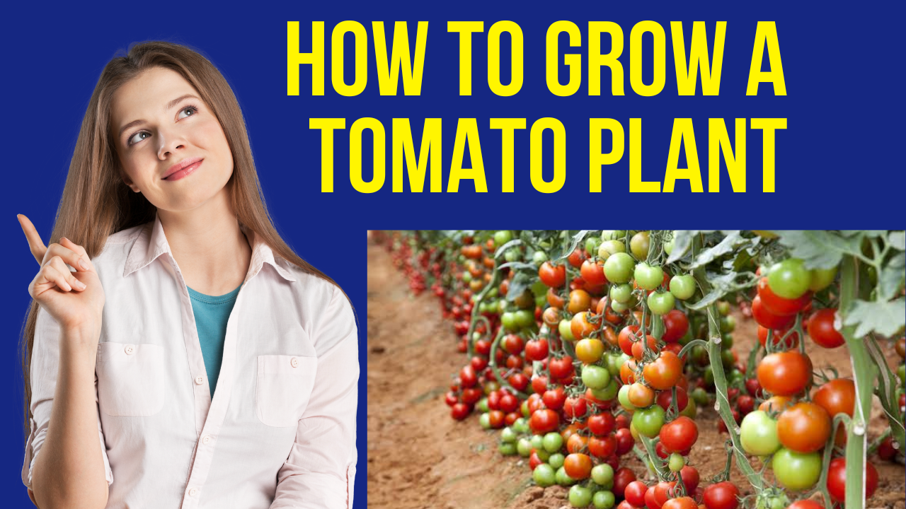 how-to-grow-a-tomato-plant-latest-news-hub