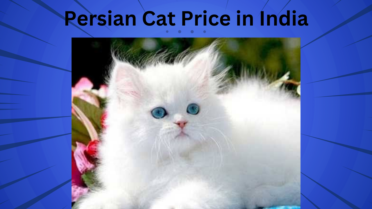 Persian Cat Price in India