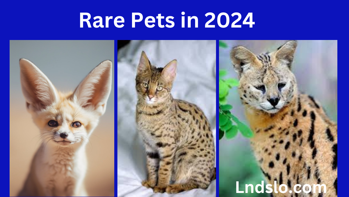 Rare Pets in 2024