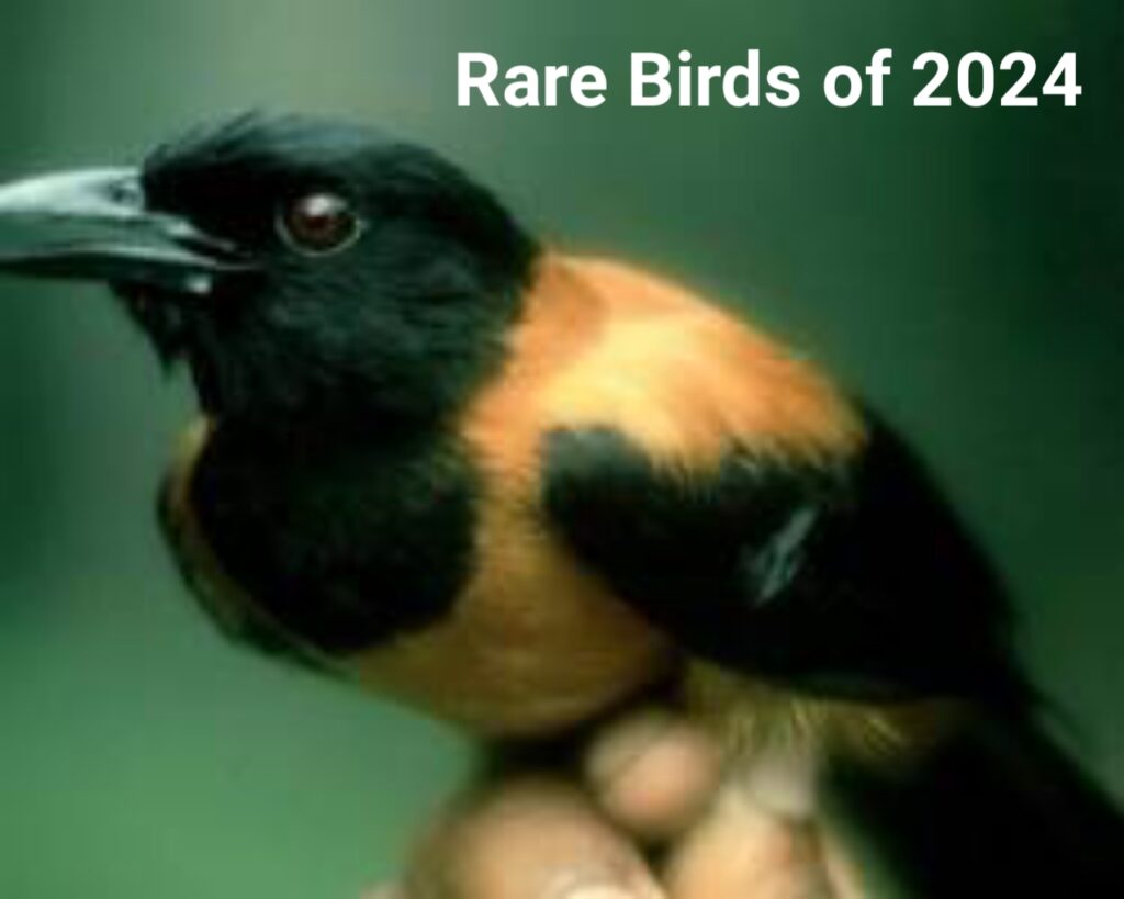 Rare Birds of 2024